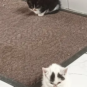 pishikler кошки