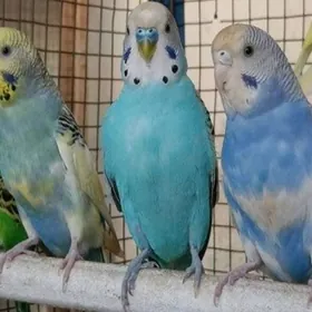 popugay sowgatlyk guslar