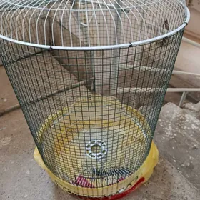 kletka, клетка