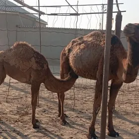 Köşekli DüyeKöşekli Düýe