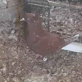 kepderi голуби