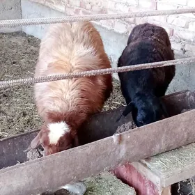 Goýunlar Gissar 2 sanak gurat