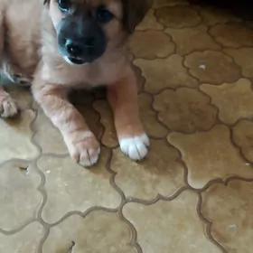 Щенок-мальчик