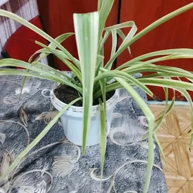 хлорофитум