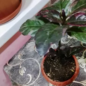 псевдоэрантемум