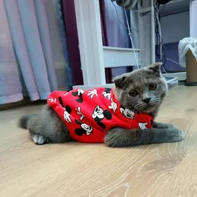 Одежда для вашего питомца 