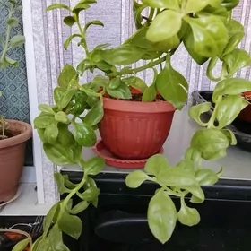 Аптения.. школьный цветок