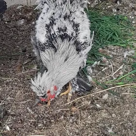 balgar brama horozlar