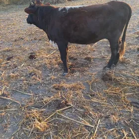 paroda okuz 1 yashynda