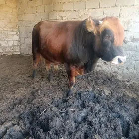 Arassa swes okuz bakylan