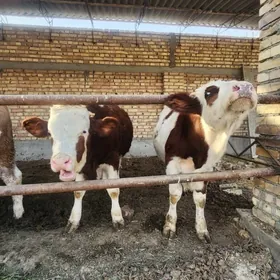 симентал.окузлер.