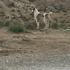Tohum Türikmen itleri Alabaýla