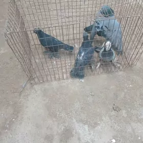 suki 50 manatkapdari