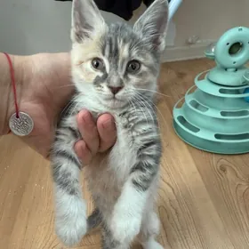 Котенок отдам