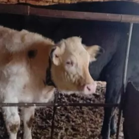 чорны пёстра сыгыр