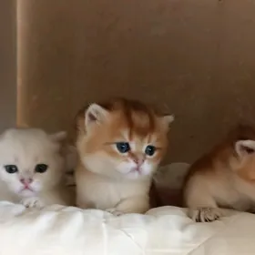 sotlanskiy шотландскийе