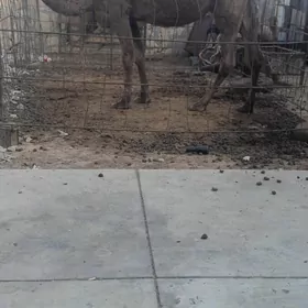 Köşekli düye bakyda duran