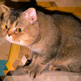 ВИСЛОУХИЙ ШОТЛАНДСКИЙ КОТ