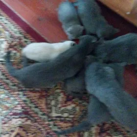 Арасса британкалар