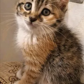 Девочка котёнок