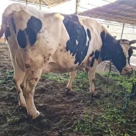 голели   сыгыр арасса голштин