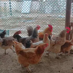 Towuk Horazobmen goyun geçi