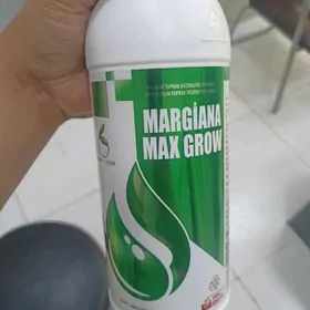 Teplisa,Parnik dokun Margiana