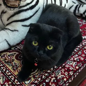 шотландская кошка