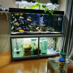 Super  Аквариум