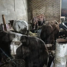 BAKYDA DURAN OKUZLER