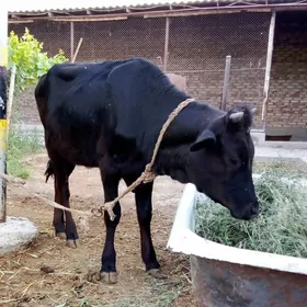 Gibrir Tüwe we Gibrit Öküzler