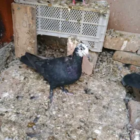 kepderi кепдери голуб