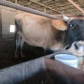 Golei sygyr we öküzler