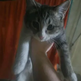 В добрые руки