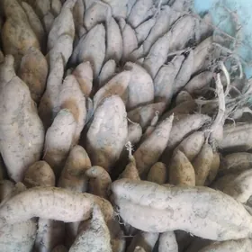 Батат сладкий картошка