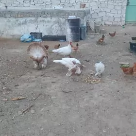 towuk induk brama ataks