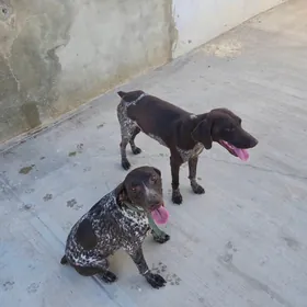 Kursshar awcy it paroda