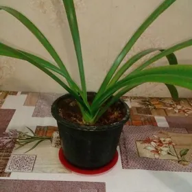 Лилия домашняя(паучковая).