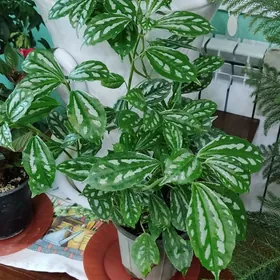 Цветы для дома