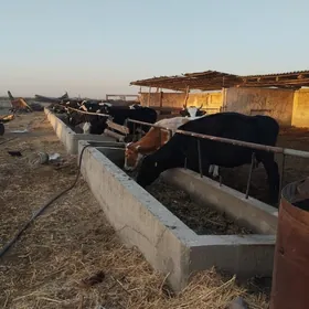 iscy gerek sygyrlara seretmeli