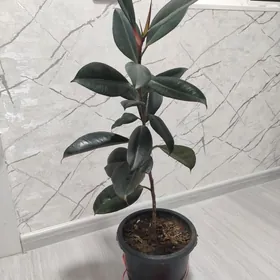 ФИКУС. ЧЁРНЫЙ ПРИНЦ.