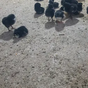 daminat ataks jujeler