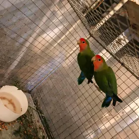 Nerazlucnik неразлучник