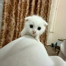 satlanyskiy wispauhi