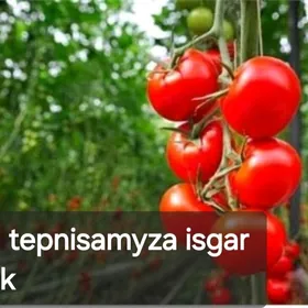 tepnissa