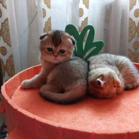 Золотая Шиншилла