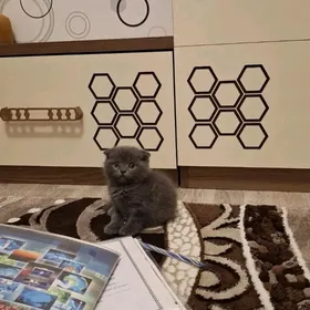 Шотландская вислоухая кошка