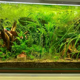 Аквариумные растения