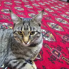 Ýigipdski mau parodny pisik