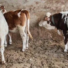 Симентал окуз унажын